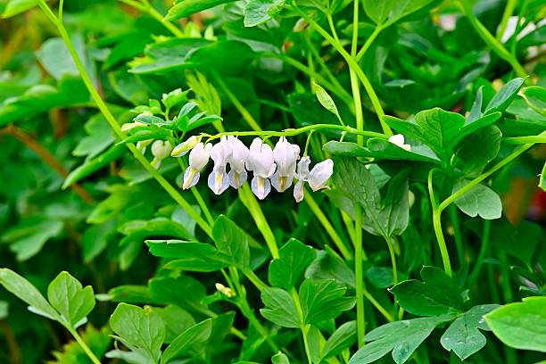 Close-up of white bleeding heart flowers amidst lush green foliage, showcasing nature's delicate beauty.