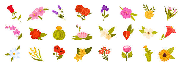 Different flowers of world set, natural summer and spring blossom, floral collection Different flowers of world set. Natural summer and spring floral collection with Red Trumpet Vine Flower and Tulips, Rose and Sunflower, Orchid blossom on branch with leaf cartoon vector illustration sunflower vine stock illustrations