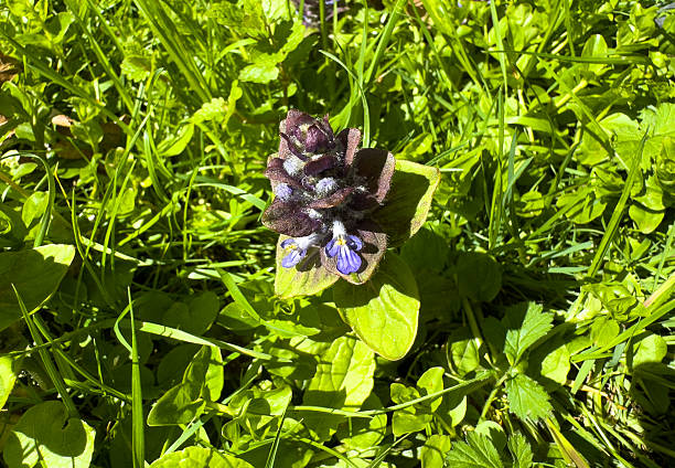 istock Ajuga reptans plant in the spring heal herb 2213470865