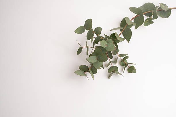 istock Green eucalyptus branch on an empty light background. Background for product presentation. Cosmetic cosmetics advertising display mockup. Congratulations card 2213472486