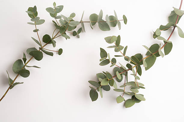 istock Green eucalyptus branch on an empty light background. Background for product presentation. Cosmetic cosmetics advertising display mockup. Congratulations card 2213472489