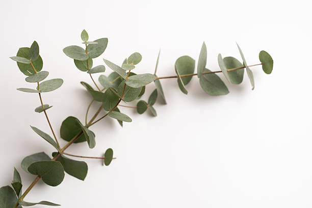 istock Green eucalyptus branch on an empty light background. Background for product presentation. Cosmetic cosmetics advertising display mockup. Congratulations card 2213472491
