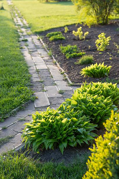 istock Spring garden path with lush green plants and fresh soil 2213474101