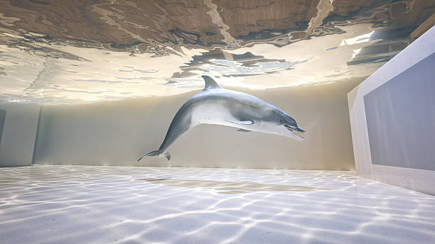 istock Dolphin In The Exhibition Area - Surrealism Art 2213474552