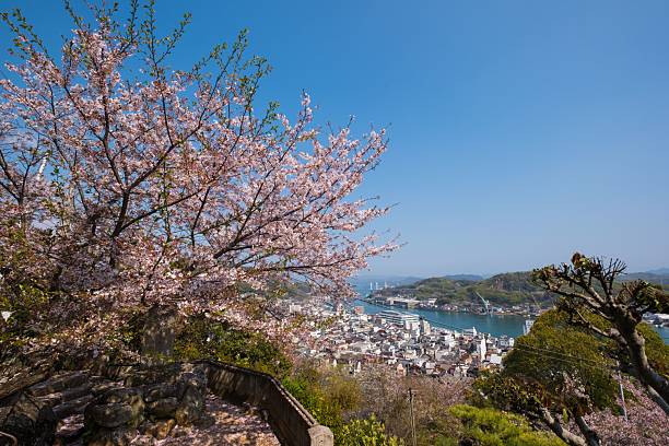istock Cherry blossoms and coastal city view in Onomichi. 2213475185