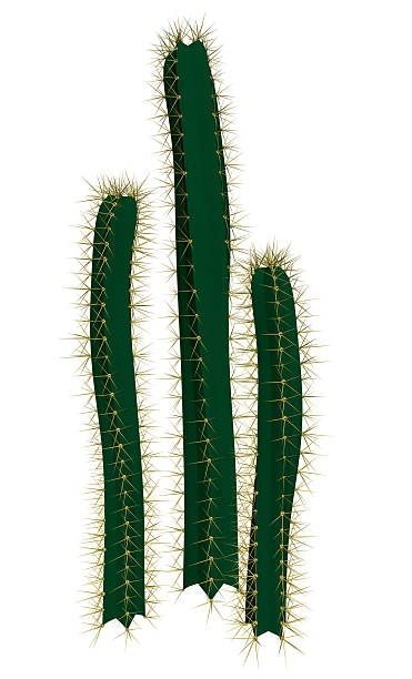 istock Three green cactus plants with spines. The spines are very long and pointy. The plants are very tall and are leaning towards the right 2213475361