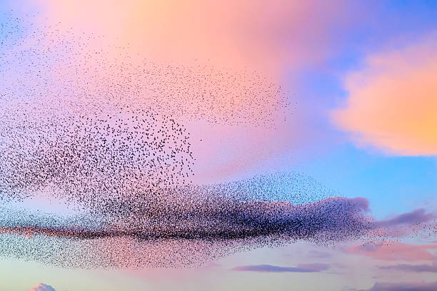 istock Starling murmuration during sunset at the end of the day 2213476787