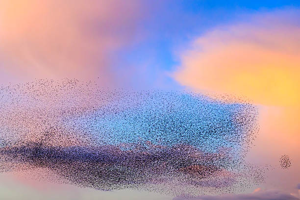 istock Starling murmuration during sunset at the end of the day 2213476842