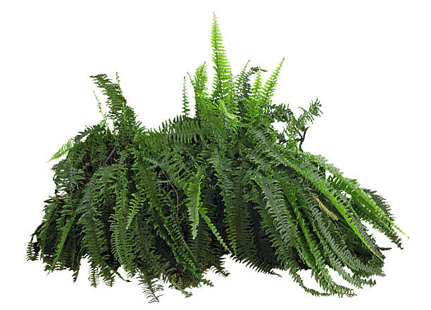 istock Tropical plant fern bush shrub tree isolated on white background with clipping path. 2213476846