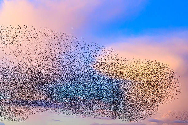 istock Starling murmuration during sunset at the end of the day 2213476880