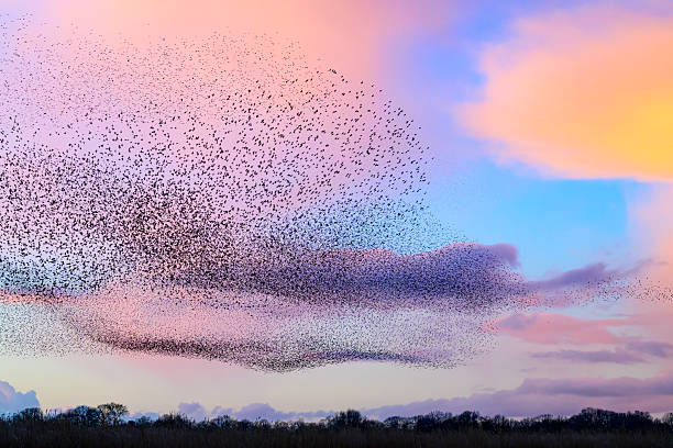 istock Starling murmuration during sunset at the end of the day 2213476902