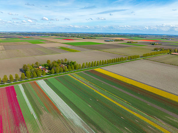 istock Tulips growing in agricutlural fields during springtime seen from above 2213476914