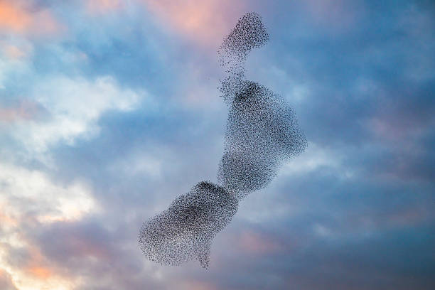 istock Starling murmuration during sunset at the end of the day 2213476921