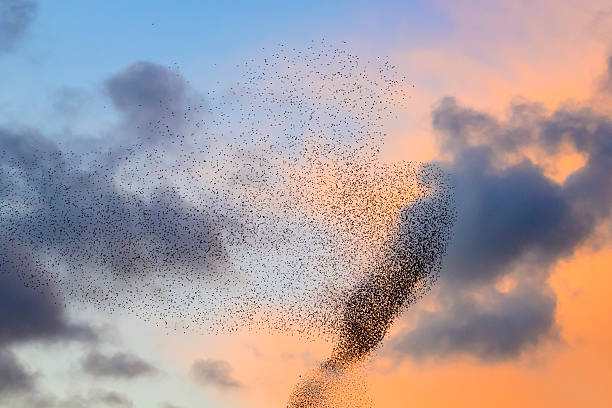 istock Starling murmuration during sunset at the end of the day 2213476955