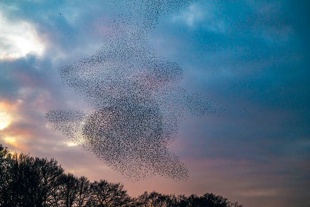 istock Starling murmuration during sunset at the end of the day 2213476975