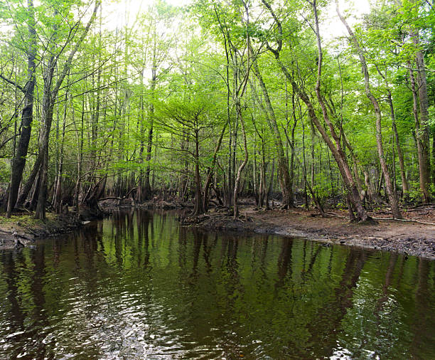 As water flows from below the dam at Lake Waccamaw it forms the beginning of the Waccamaw River.