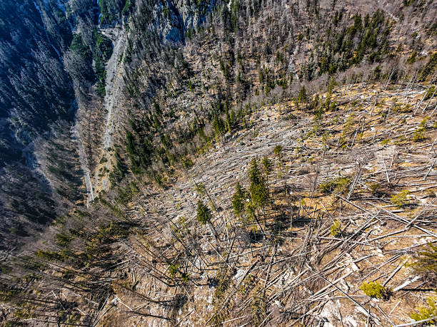 An aerial photograph captures the aftermath of a massive windthrow event, revealing a vast swath of forest devastated by powerful winds. Countless trees lie snapped or uprooted, forming chaotic, crisscrossed patterns across the landscape. The scale of destruction is striking, with entire sections of woodland flattened, highlighting the raw force of nature and the fragility of forest ecosystems in the face of extreme weather. The once-dense canopy is now a mosaic of broken trunks and open ground, a stark visual record of the storm’s impact.
