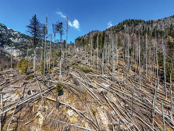 An aerial photograph captures the aftermath of a massive windthrow event, revealing a vast swath of forest devastated by powerful winds. Countless trees lie snapped or uprooted, forming chaotic, crisscrossed patterns across the landscape. The scale of destruction is striking, with entire sections of woodland flattened, highlighting the raw force of nature and the fragility of forest ecosystems in the face of extreme weather. The once-dense canopy is now a mosaic of broken trunks and open ground, a stark visual record of the storm’s impact.