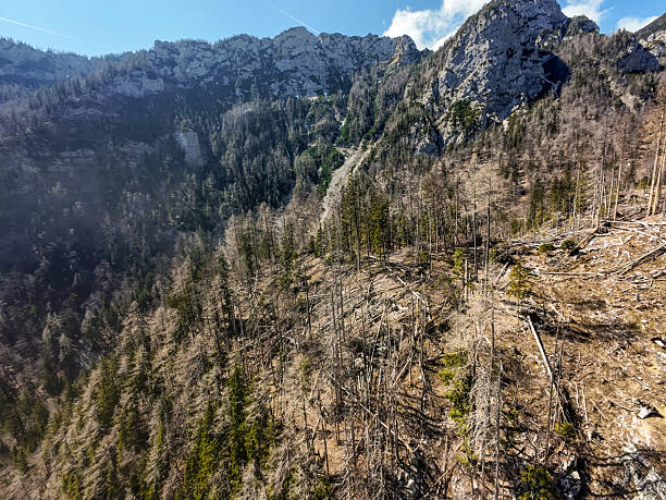 An aerial photograph captures the aftermath of a massive windthrow event, revealing a vast swath of forest devastated by powerful winds. Countless trees lie snapped or uprooted, forming chaotic, crisscrossed patterns across the landscape. The scale of destruction is striking, with entire sections of woodland flattened, highlighting the raw force of nature and the fragility of forest ecosystems in the face of extreme weather. The once-dense canopy is now a mosaic of broken trunks and open ground, a stark visual record of the storm’s impact.
