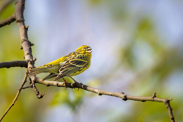 istock European Serin perched on a branch in the morning light 2213480622