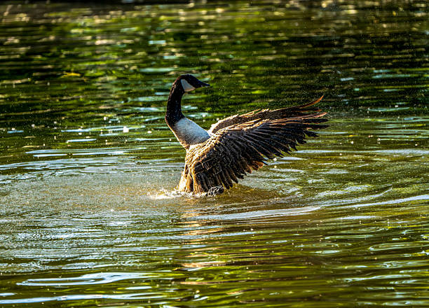 Canada Goose Beating Its Wings Over Reflective Water