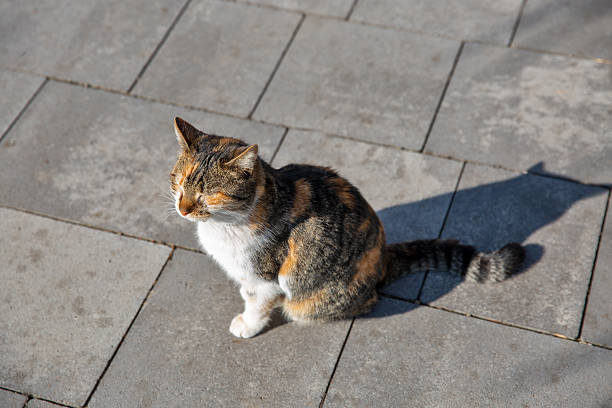 Tricolor cat basks in the sun with its eyes closed