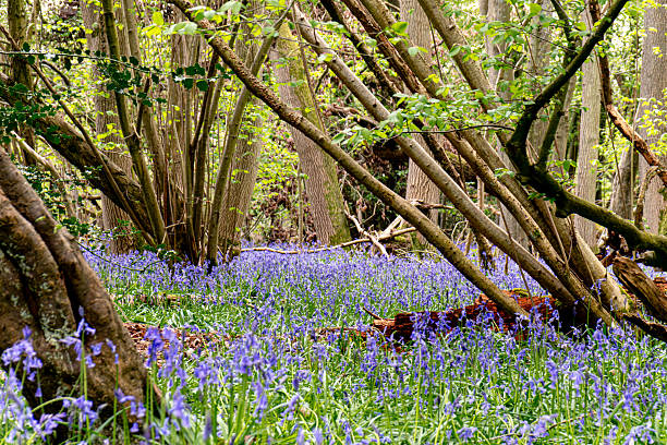 Bluebells in an ancient woodland