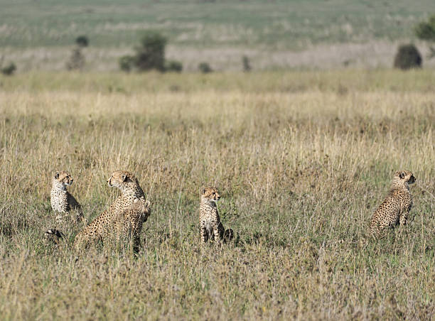 istock Cheetahs live in Africas Grasslands, displaying remarkable speed and hunting abilities 2213485706