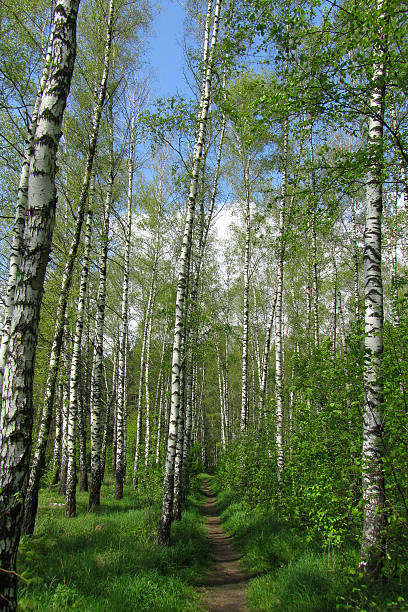 Forest landscape with a road and beautiful birch trees around. Walks in the autumn forest.