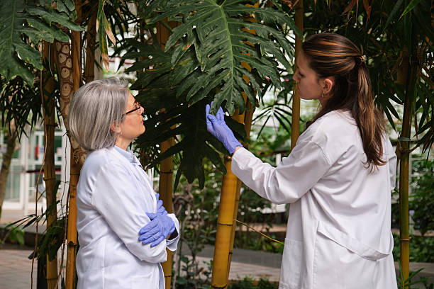 istock Two scientists examining plants in greenhouse 2213487579