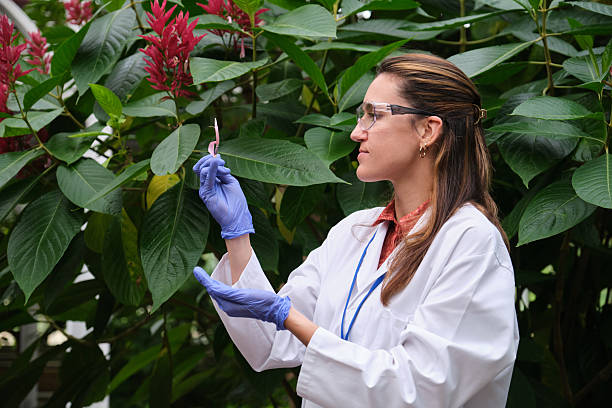 istock Scientist analyzing a plant sample in a botanical garden 2213488161