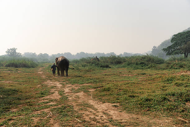 A traditional mahout walks side by side with an elephant across a grassy path in rural northern Thailand. Surrounded by natural landscape and soft morning haze, the image captures a harmonious bond between human and animal. Ideal for content on eco-tourism, wildlife conservation, Thai culture, or ethical elephant experiences.
