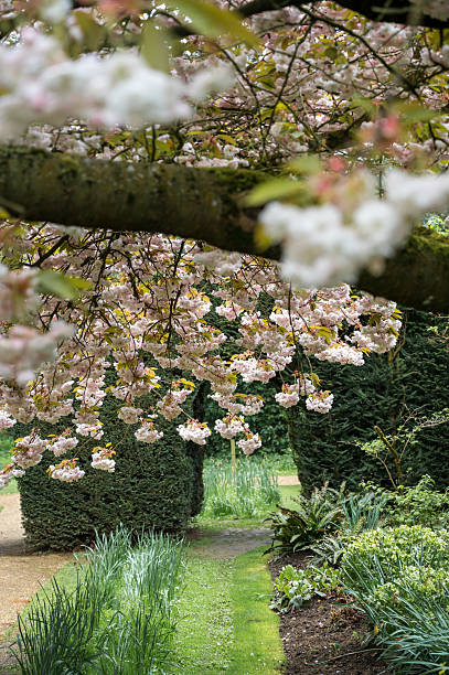 istock Double-flowered cherry blossoms yaezakura, Japanese cherry trees in bloom, Spring time 2213488739
