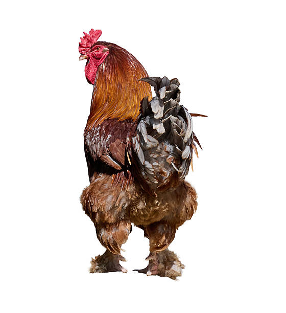 istock Large brown rooster with a red comb and wattles, seen from a rear-side angle. Feathery legs. 2213489017