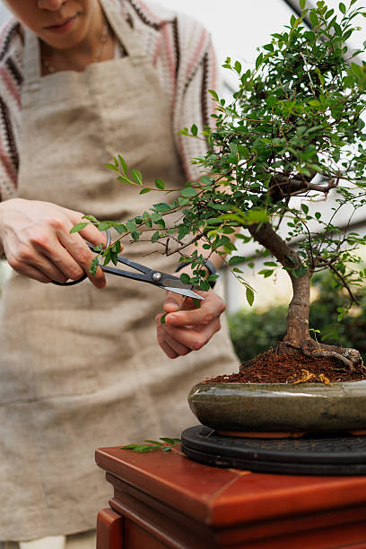 istock Part of blurred florist shaping bonsai tree with scissors 2213489377