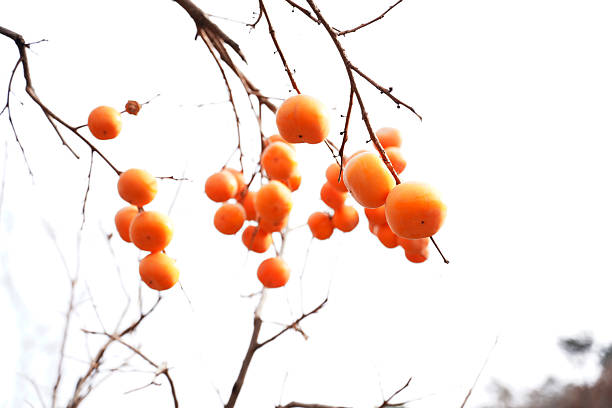Persimmon trees are in autumn. In autumn, the persimmons on the trees are ripe