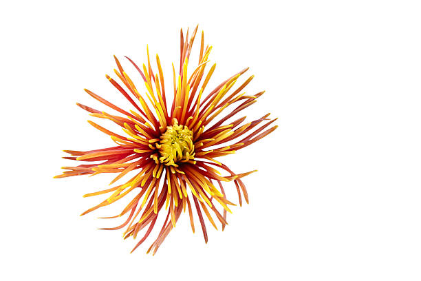 orange chrysanthemum flower isolated on transparent background