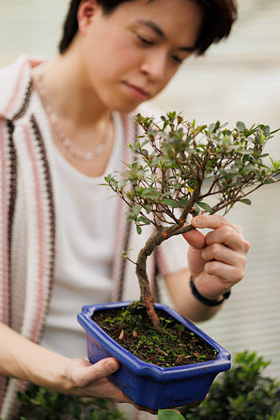 istock Blurred asian florist checking bonsai tree in greenhouse 2213492434