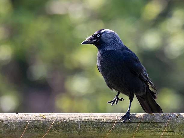 istock Jackdaw on a wooden fence 2213492911
