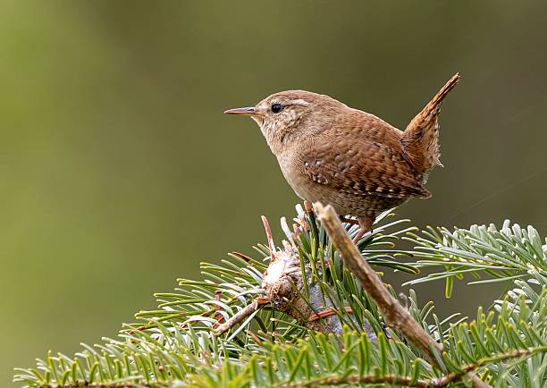istock Small brown bird on pine branch. 2213493017