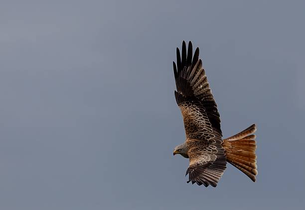 istock Red kite soaring in clear blue sky. 2213493033