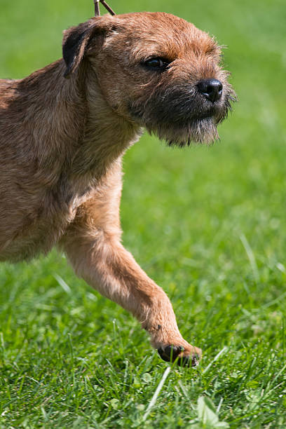 istock Border Terrier close-up in mid stride 2213495592