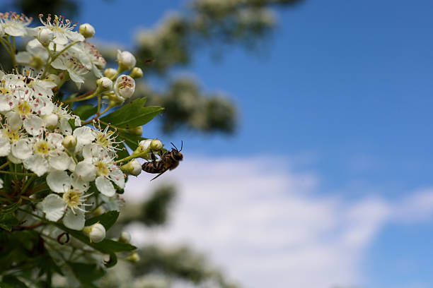 Bee gathers nectar from white hawthorn flowers with yellow stamens against a blue sky with light clouds. A sunny day highlights the spring bloom and the industriousness of insects in Ukraine.