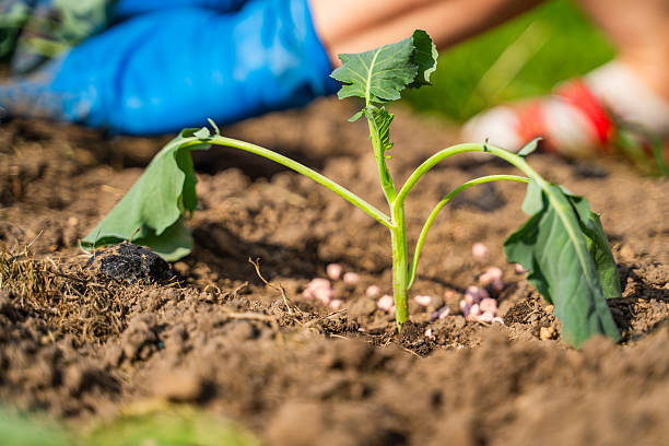 istock The process of planting seedlings on a sunny spring day, close-up 2213497143