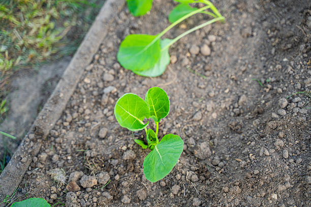 Cabbage seedlings planted in the garden bed.