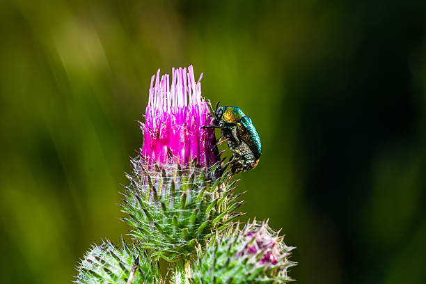 A green beetle engages in pollination on a bright purple thistle flower, surrounded by soft green foliage under clear daylight conditions.