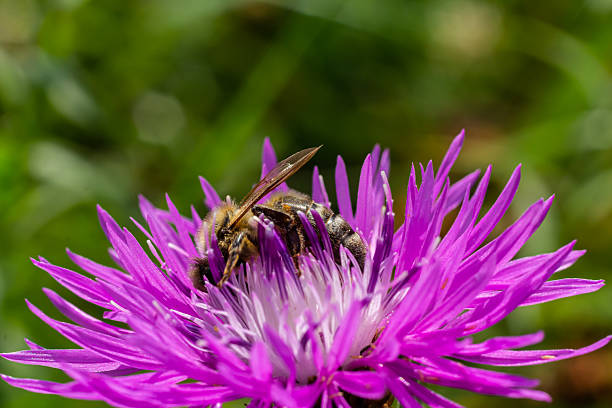 istock A flying honey bee collects pollen on a flower 2213499276