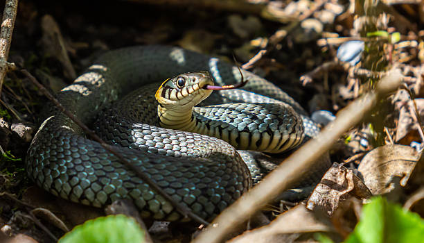 istock The grass snake Natrix natrix, sometimes called the ringed snake or water snake, is a Eurasian non-venomous snake. Mating time in spring in the forest 2213500384