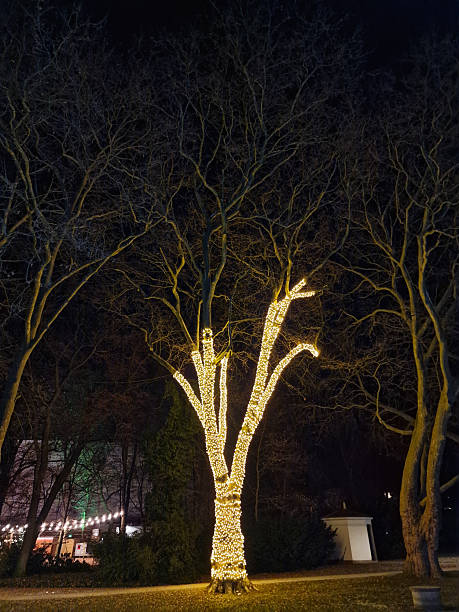 istock A Beautiful Illuminated Tree Standing Out in a Serene Winter Night Setting and Scene Bad Oeynhausen 2213500393