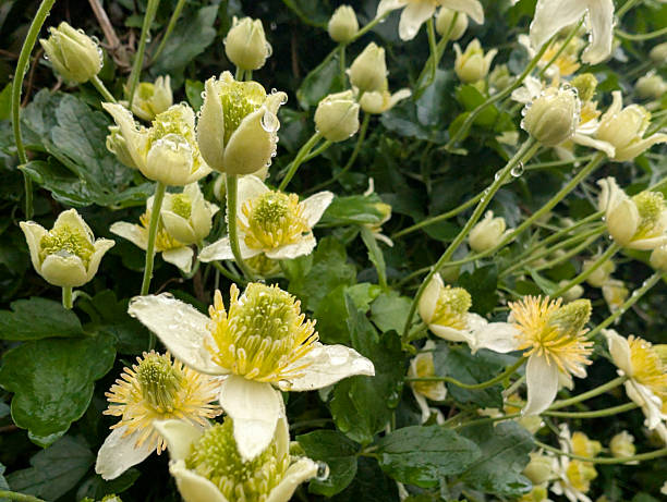 istock Chaparral Clematis Vine in Bloom 2213500849